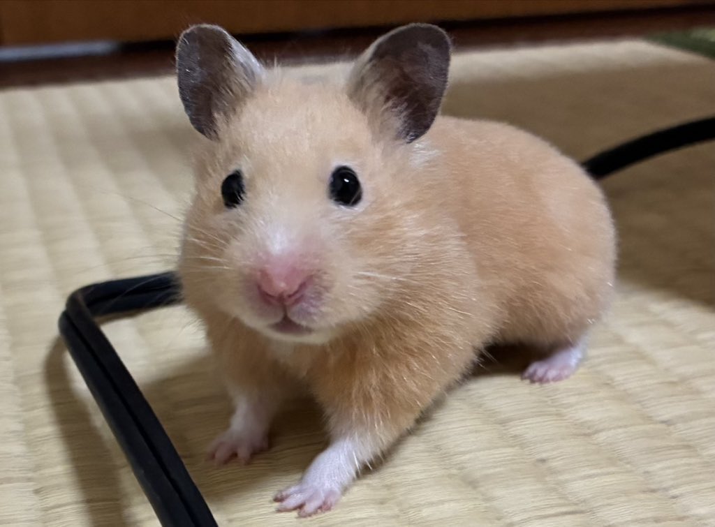 嫉妬するネズミという、かなり可愛いワード………🐹 「ネズミは嫉妬する