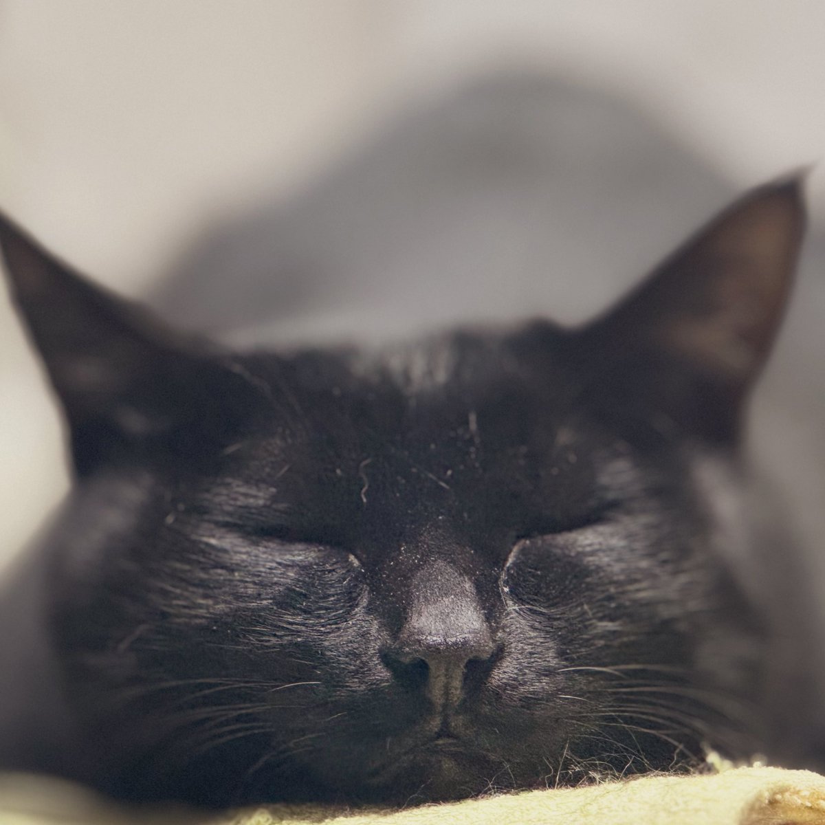 🎩🚨ひ ろ ちん゜. 🌏 tweet media