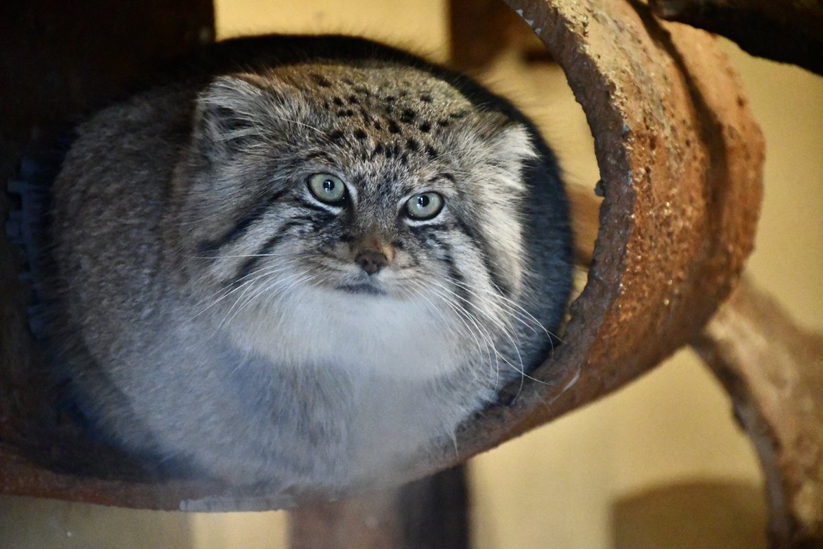 金田花季 (@hanakikaneda) / Posts / X