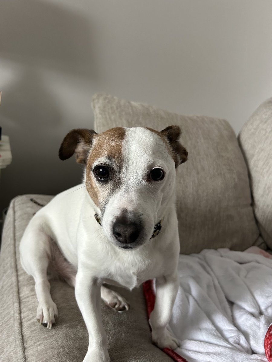 Jacob Deeod (Sandi Perry) tweet media