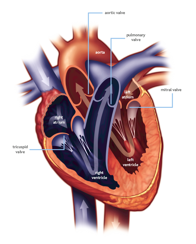 HeartValveUS's tweet photo. Today is #HeartValveDiseaseDay!
#DYK? #HVD is the name given to any malfunction or abnormality of one or more of the heart’s four valves, affecting the blood flow through the heart.
Learn more: https://t.co/1kYeaKcG7r #HeartMonth https://t.co/5oTDQCrX3w