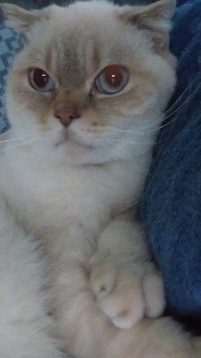 muzaffer6186's tweet photo. Bizim kedi... https://t.co/YxhbgvYhJ8