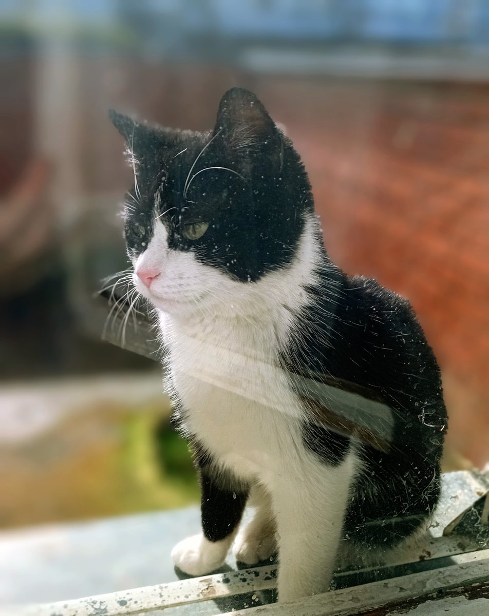 ニャルソック👮‍♂️🐈️のミキ様がニノはん🐕️の警備任務を引き継ぎ我が家を巡回(&amp;ごはん催促)するようになってから早1年。
1日に数回姿を見せる仕事熱心(&amp;食欲旺盛)なミキ様に加えいつの間にかニャルソックメンバーが増えていた。🐈‍⬛
#猫の日　#ニャルソック