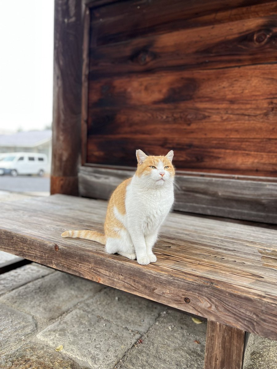 RyokoIhara's tweet photo. 香川県高松市仏生山町の「法然寺」の境内で会ったお利口さん。

仏涅槃群像ではお釈迦さまの入滅により皆悲しみ嘆いている中、猫はすんっ

#猫の日 https://t.co/pXWpMe75qc