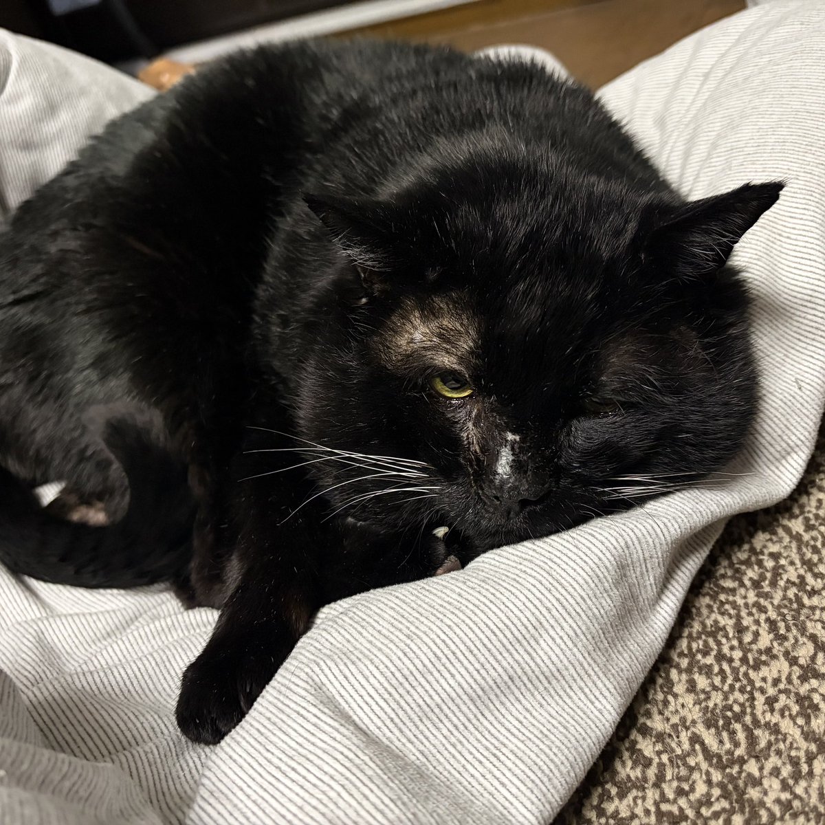 猫の日のおじいちゃん(ねこ)