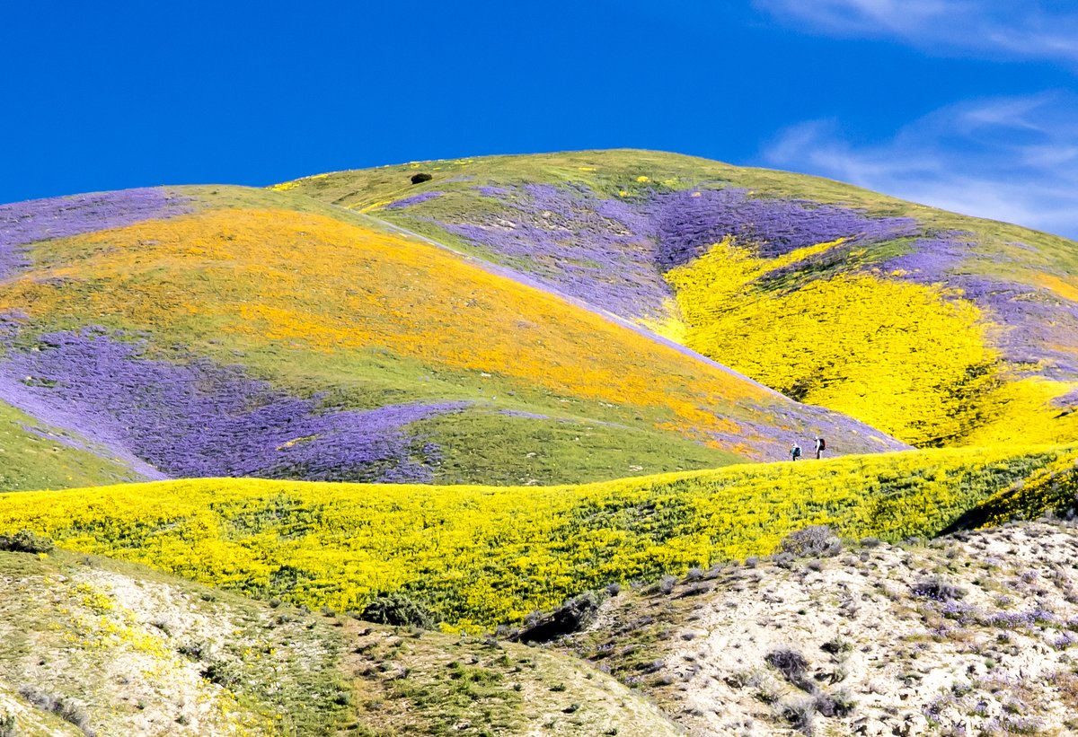 Early winter storms have brought vibrant blooms to @blmnational landscapes across California. At Carrizo Plain National Monument, strong rainfall years can paint the Temblor Mountains in sweeping bands of color like those seen here. 

Photo by Bob Wick