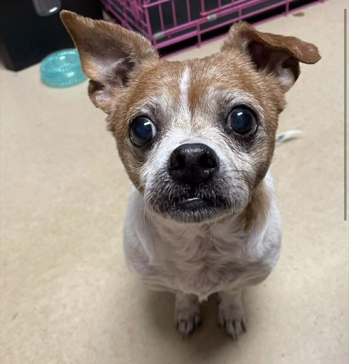 ꜱᴀᴠɪɴɢ ꜱʜᴇʟᴛᴇʀ ᴅᴏɢꜱ tweet media