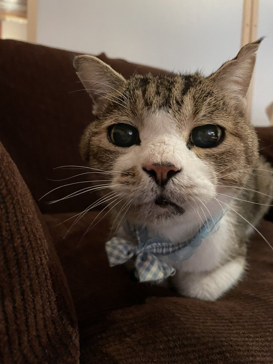 ねこの日🐈
ラムさんは天国で元気にしてるだろうか（ ;  ; ）