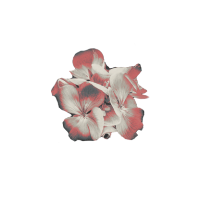 ..͟. ͏ ͏ ͏𝓭𝙰𝚄𝙶𝙷𝚃𝙴𝚁 ͏ ͏ ͏𝖔𝖋 ͏ ͏ ͏ꃳꏂ͟ꋬ͟ꇙ͟꓄ tweet media