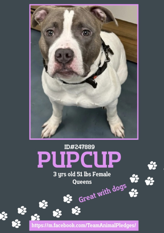 NMBewitched's tweet image. Pupcup😍🐶 
#NewDogontheBlock 
nycacc.app/#/browse/247889 
#AdoptMe 

First I would like to say thank you to the #NYCACC peeps working Intake on Thursday &amp;amp; Friday. Every dog has a cute name. 

Pupcup, we know this 3yr old is a very special girl. 
She resides in the 2nd Kennel on the