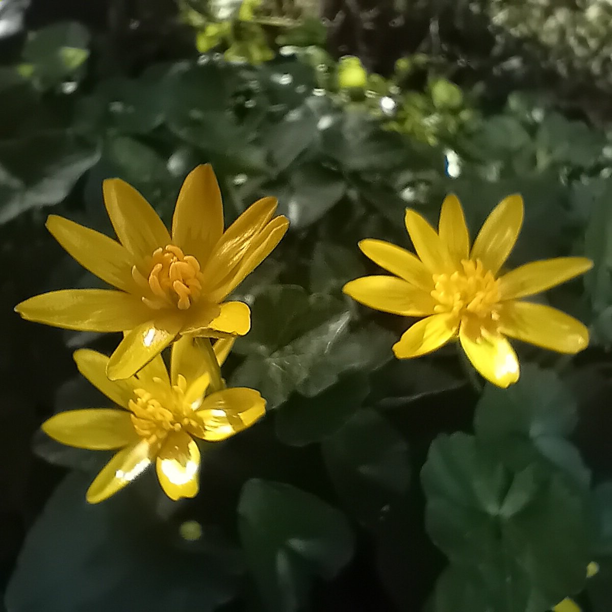 Caroline Scott tweet media