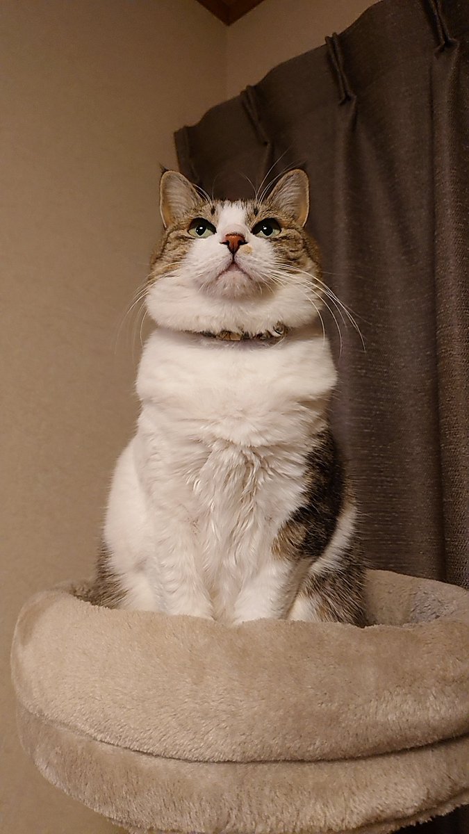 as_rider's tweet photo. 猫の日万歳！
全ての猫たちに幸あれー！！ https://t.co/vcaFxdkXTr