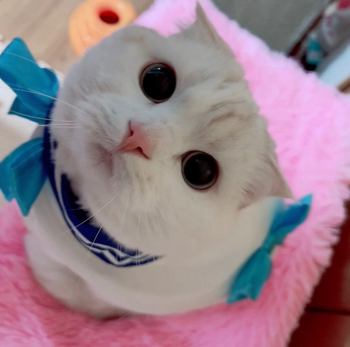 00minny's tweet photo. ギリギリセーフ❣️猫の日おめでとうございますにゃo(>∀<*)o︎💕︎💕🐾ᵕ̈✨
猫ちゃんグッズ欲しいにゃ~~~😻- ̗̀🎁 ̖́-⤴︎⤴
#ニャース製薬だニャ
ニャモルームベッド欲しいにゃん𐅁𐀸𐋠𛰙᭜𖫴𖫰𖫱𖫳𖫲𖫲𖫳𖫴𖫰𖫱꛰ ᭜𖫴𖫰𖫱𖫳𖫲𖫲𖫳𖫴𖫰𖫱꛰ީᩝ𛰚っ ≡ ♡(*>ω(ω〃*)ミニー💖マリー🐾ᵕ̈✨ https://t.co/RTcS04ZupO