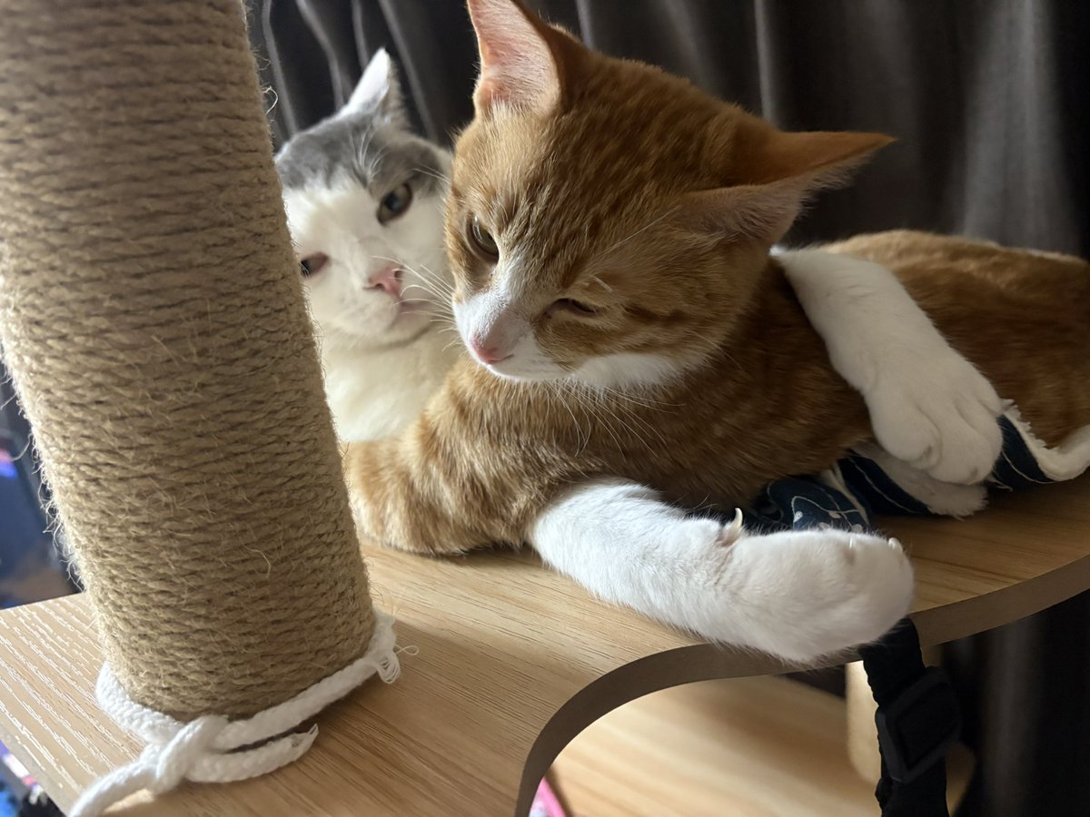 @$tunpoko$ tweet media