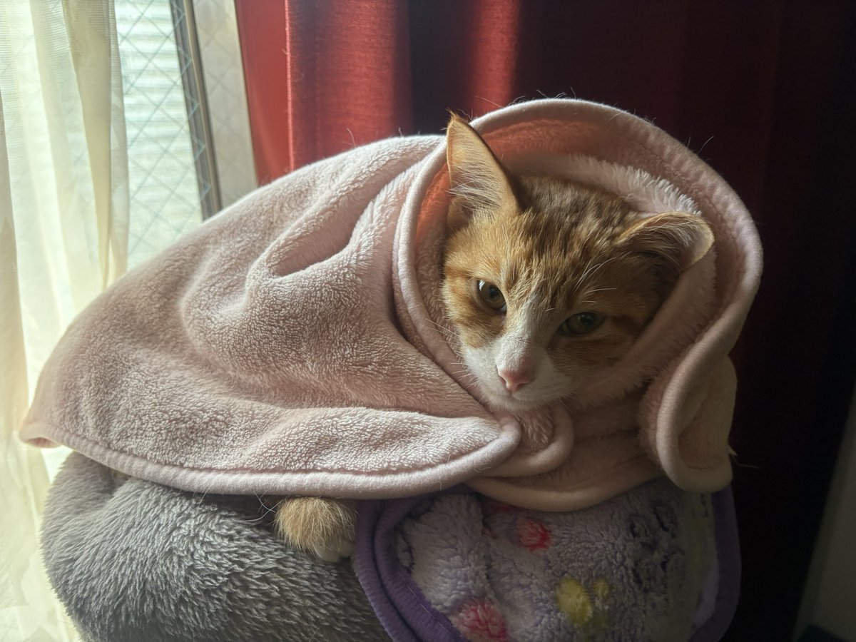 @$tunpoko$ tweet media