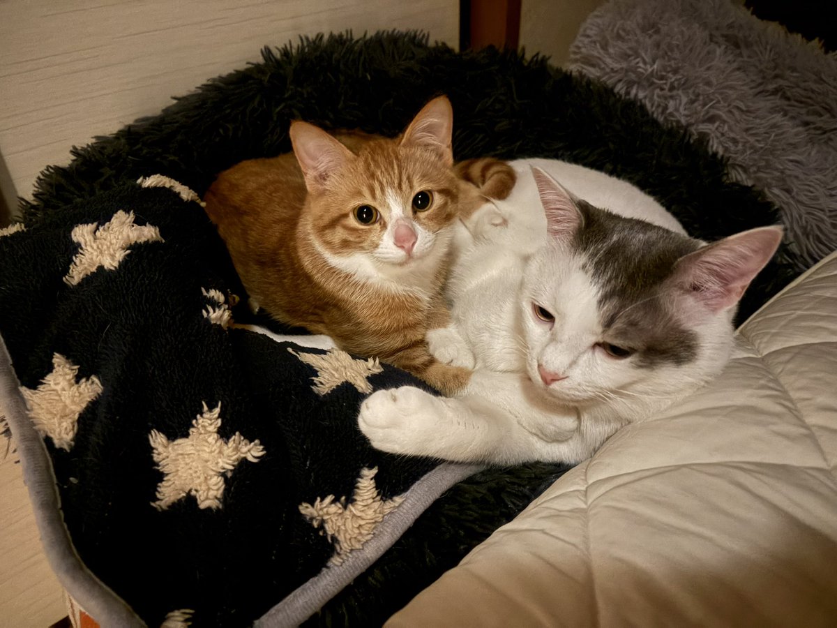 @$tunpoko$ tweet media