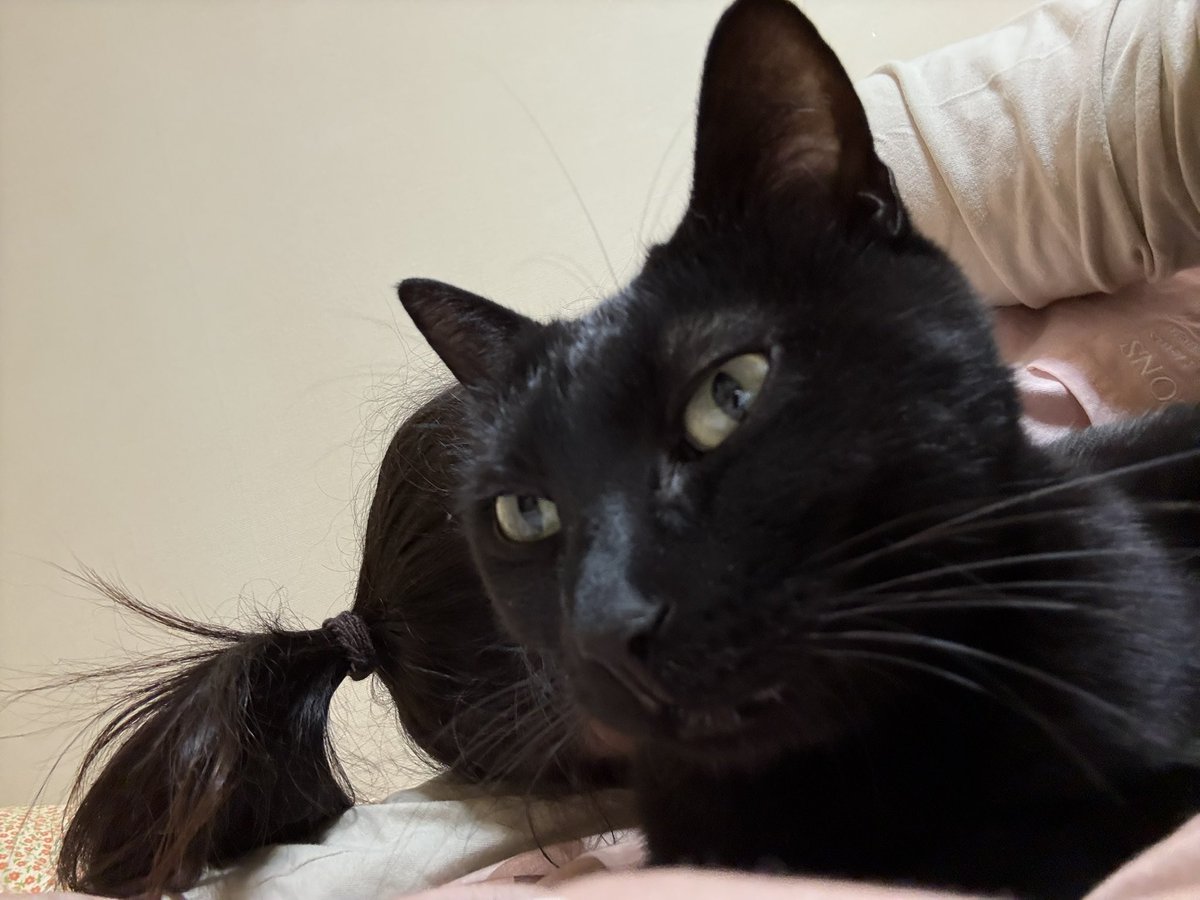 usa_eu41's tweet photo. 猫の日だよ https://t.co/hnhziNV5Cf