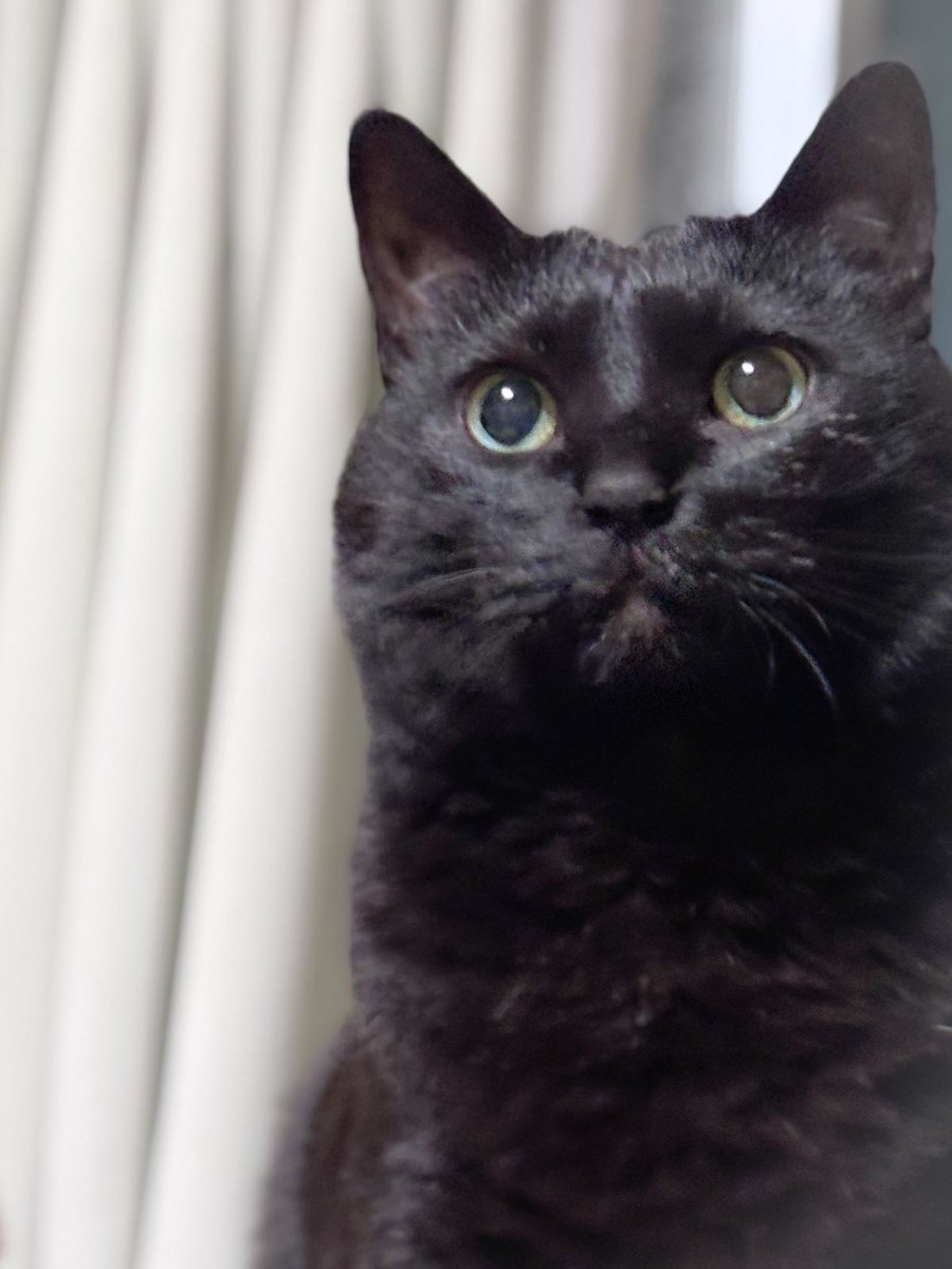 Yukino (@Yukino_official) / Posts / X