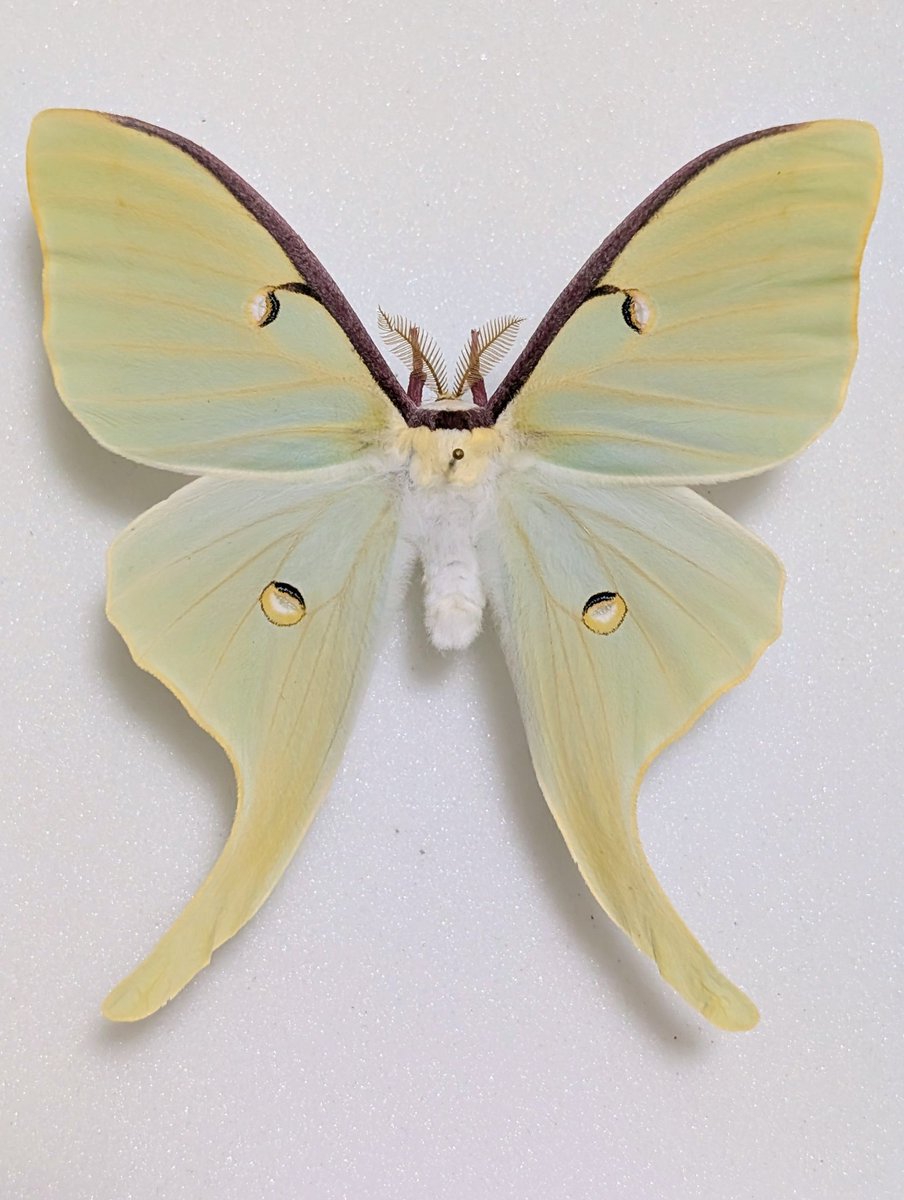 M0 (@mom0mom0mom0m00) / Posts / X