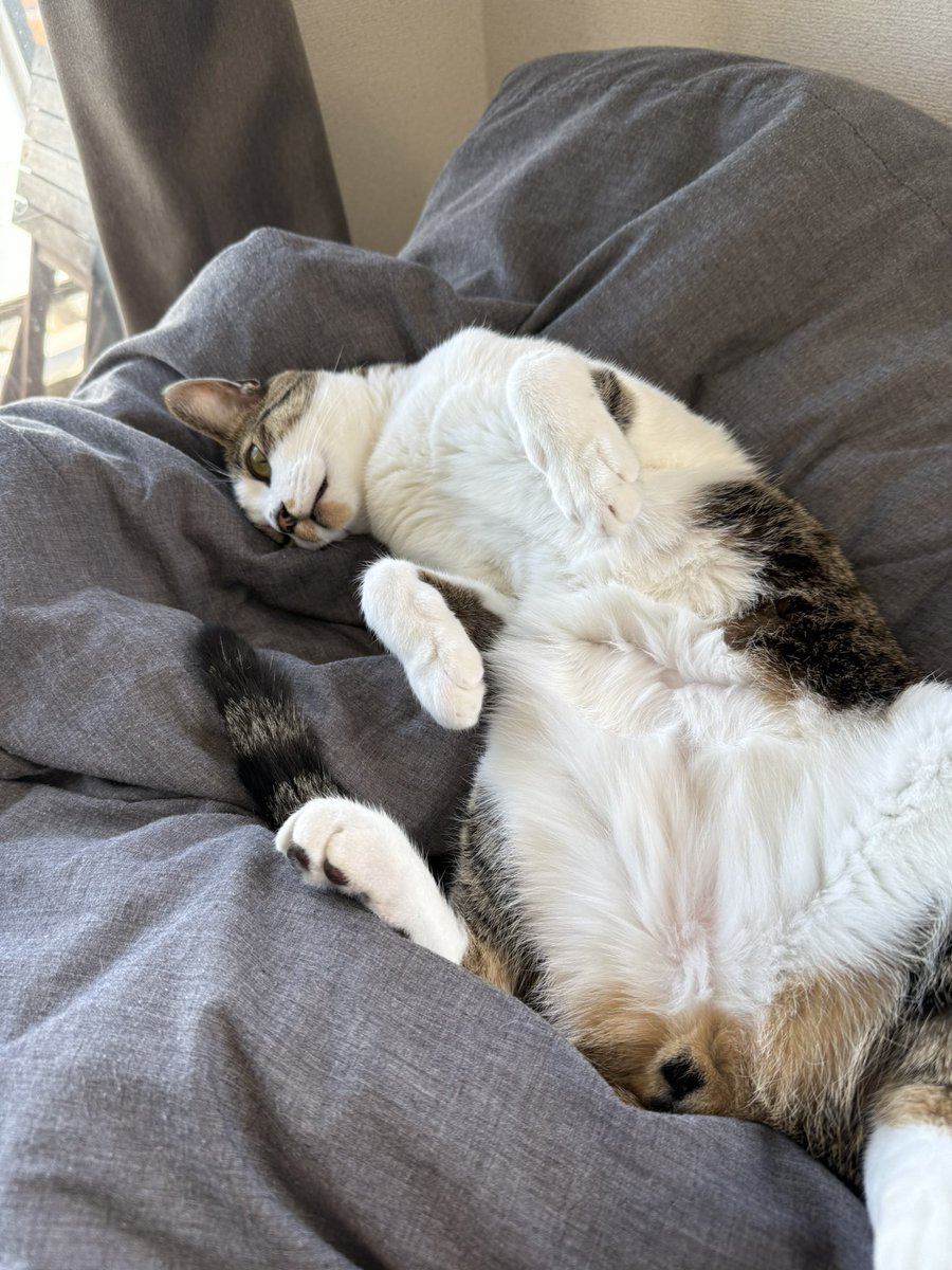 RT @yassy846: にゃんにゃんにゃんの日