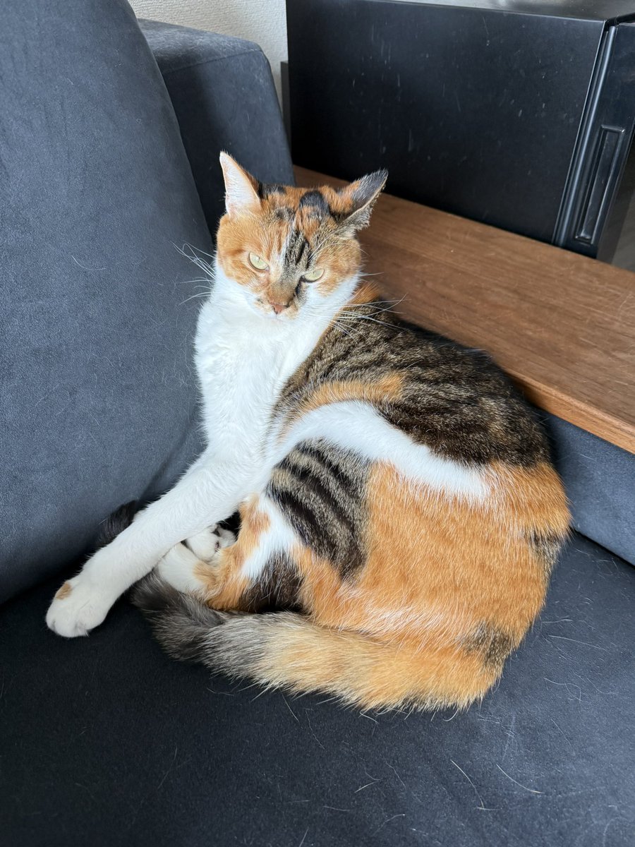 RT @yassy846: にゃんにゃんにゃんの日