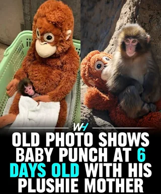 That’s why he feels so comforted by the plushie