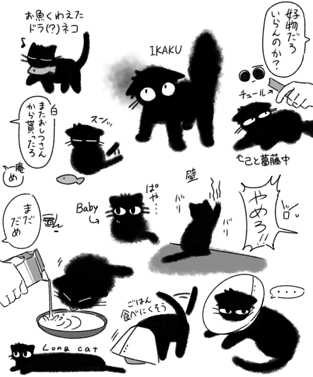 Post by 浅緋 on X: 猫の日