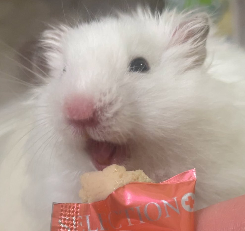 Chia_Taki's tweet image. イカちゃま