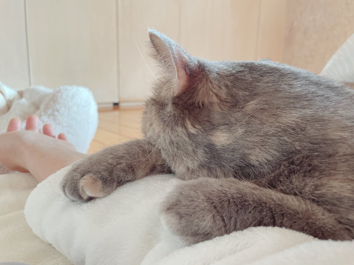 tomomitomomi's tweet photo. ねこのひのあんこちゃん https://t.co/YwgBiILrx3