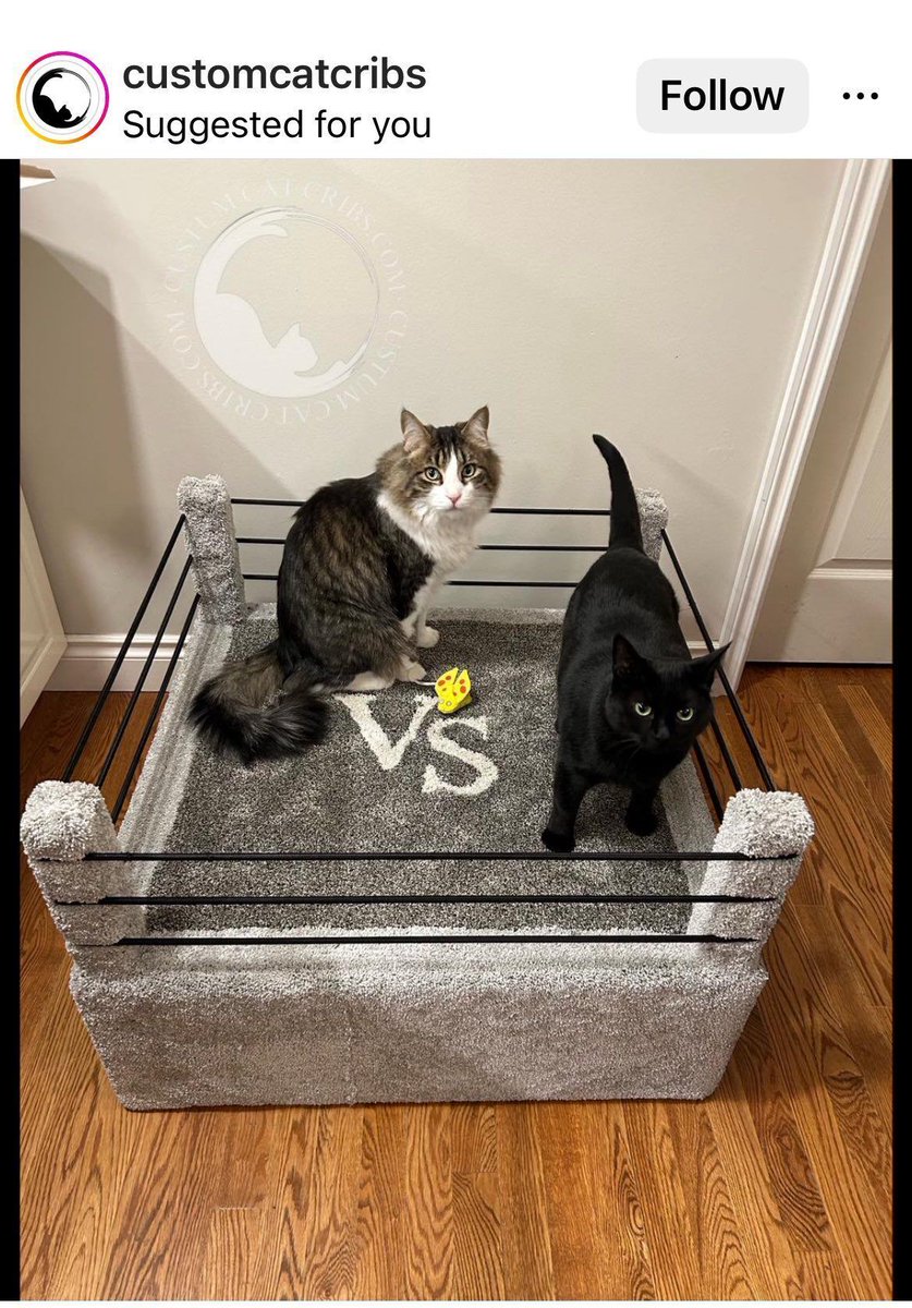 CatWorkers's tweet photo. Pro wrestlers. https://t.co/VTppKrIO1u