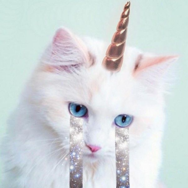 Forgotten Runes Wizard's Cult tweet media