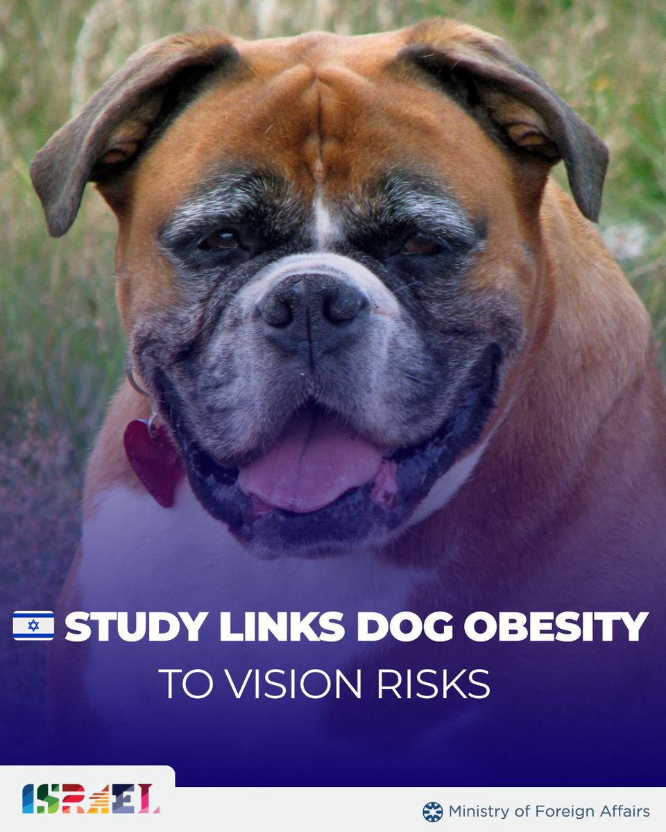 Israel's tweet image. Researchers at the @hebrewuniversity
found overweight dogs have significantly higher eye pressure, a key risk factor for glaucoma. The study highlights weight management as essential not only for overall health, but also for protecting dogs’ long-term vision.