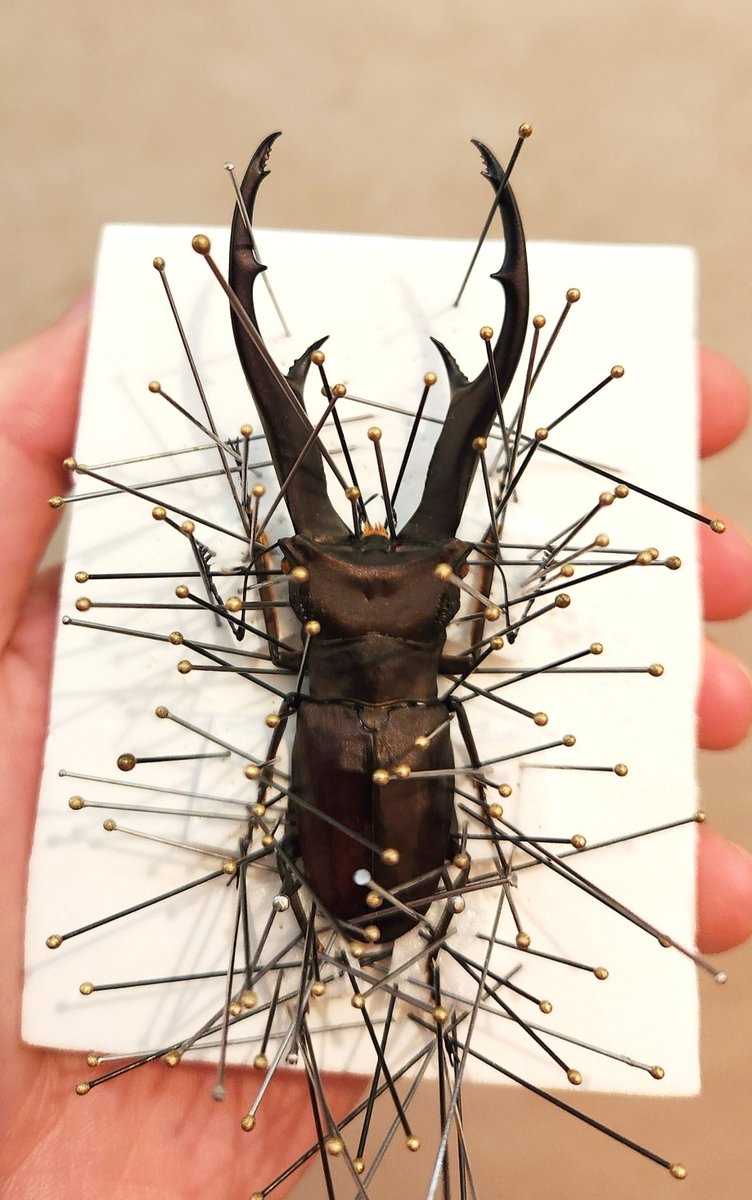 Lucadybo tweet media