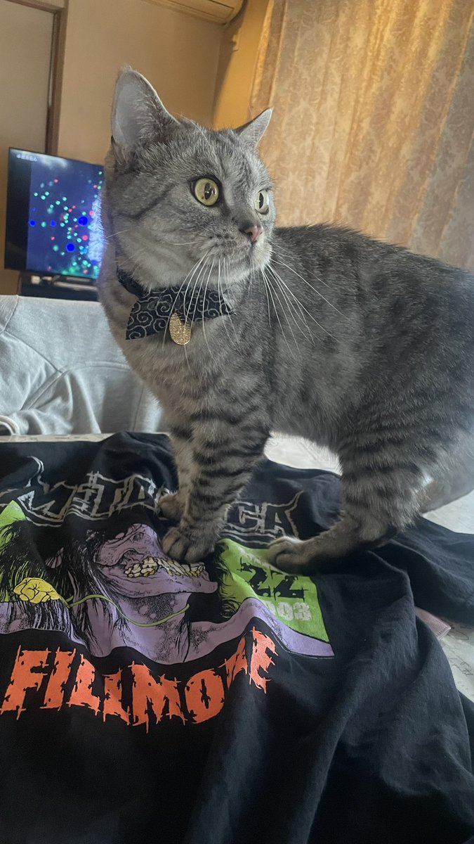 Miho - Zilqy / Rosana:miho (@miho_dotdotdot) / Posts / X