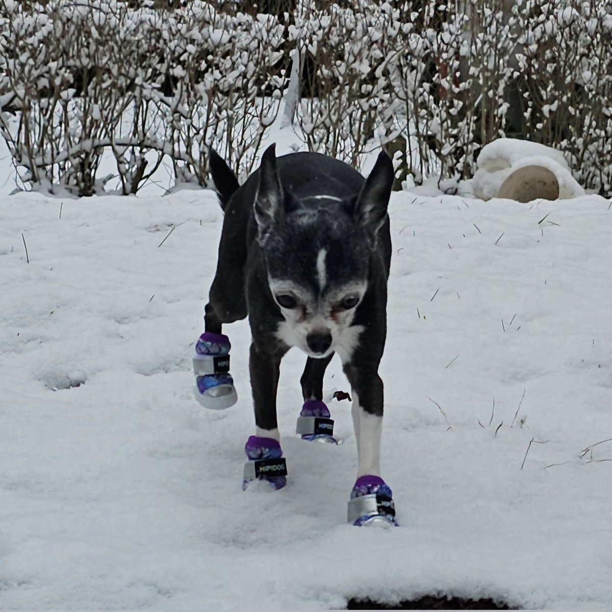 🔮 Matroda 🔜 AC 🔮 tweet media