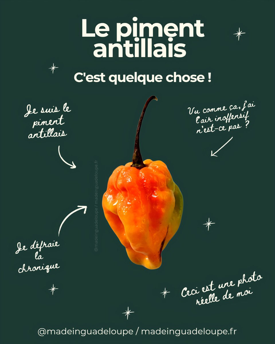 MadeinGpe's tweet photo. 📝 🔥🌶️ Le piment antillais n'est pas un simple condiment ! A découvrir ici ➡️ https://t.co/8q3tSWhIbu ⬅️
#Guadeloupe #creole #food #Antilles #Caribbean #sundayvibes #sunday #dimanche #gastronomie #culture #piment #spice #pepper #hotpepper #chilipepper #hotchilipepper #Martinique https://t.co/BEpgNlbnUy