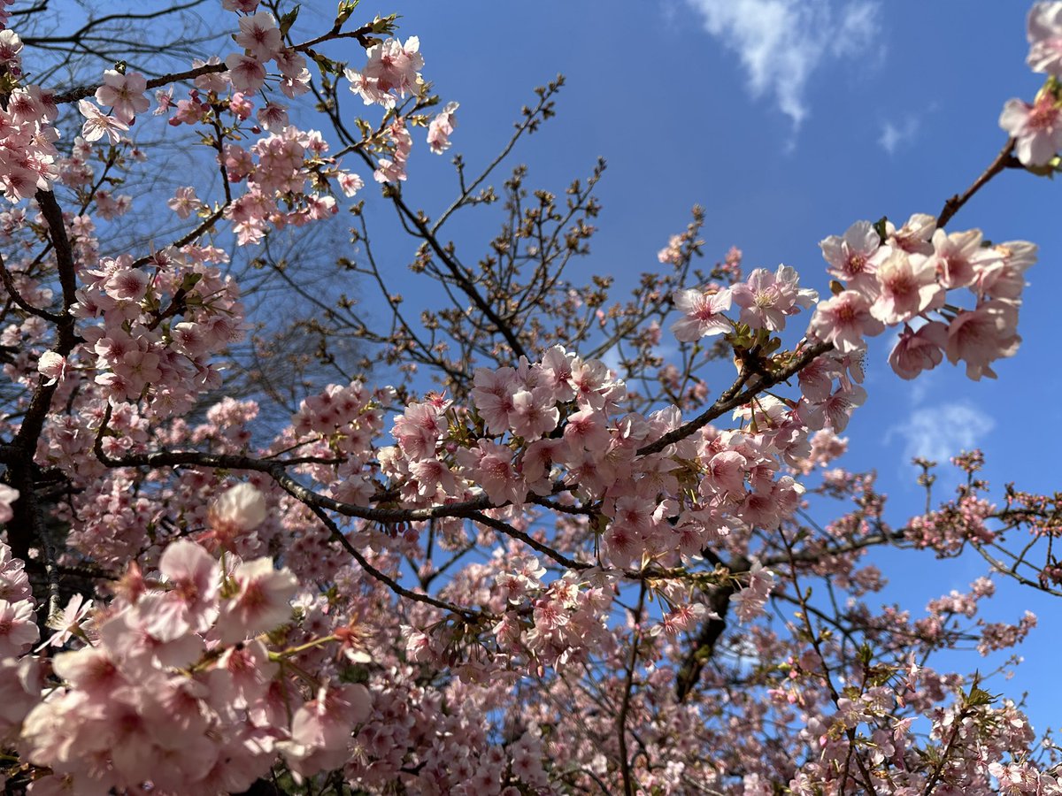 Jake Adelstein/中本哲史 tweet media