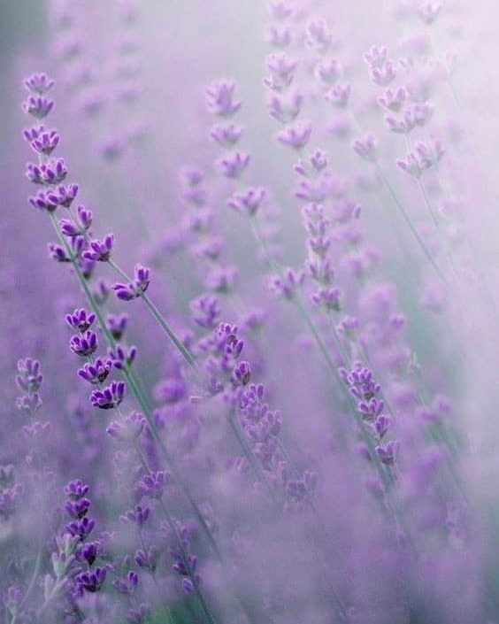 Peggy ☘️ tweet media