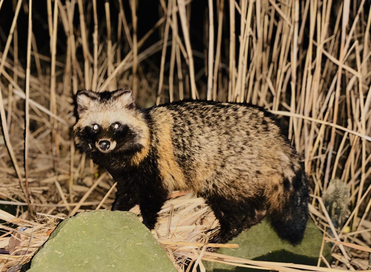 釣りしてたらたぬきちが参戦してきました🤭 冬たぬきはやっぱり可愛い