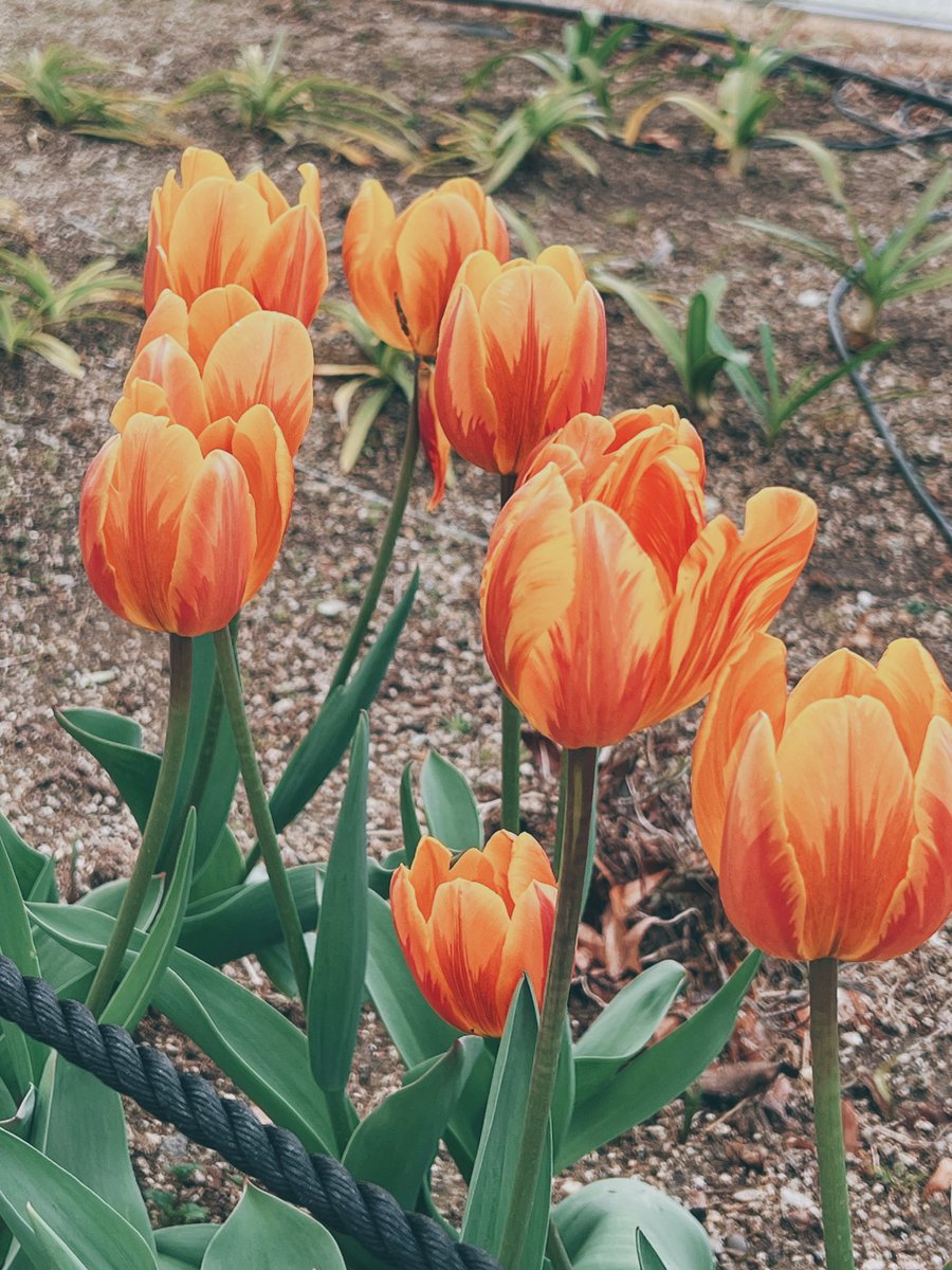 とりあえず今日の散歩のスマホ写