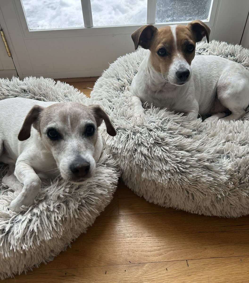 Baby Beatrice & Little Bear tweet media