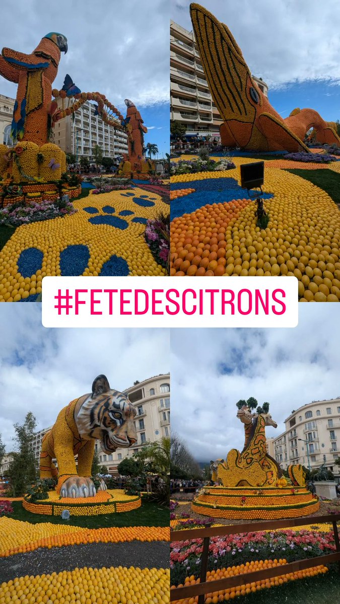 Pascal84240's tweet photo. Fête du citron 🍋‍🟩🍋🤩
#Feteducitron 🍋 https://t.co/ITevtZEXjQ