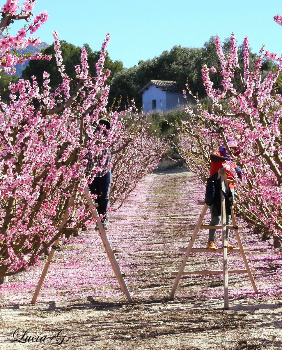 MeteOrihuela's tweet photo. ¡A disfrutar de la sinfonía de colores! Paisajes vestidos de gala, a menos de 10 días para alcanzar el punto álgido de floración en la #VegaAlta del Segura. Este #findesemana (21-22 #febrero2026), así lucen los campos en el entorno de #Cieza (#Murcia). Imágenes: Lucía García. https://t.co/faq56cFBvq