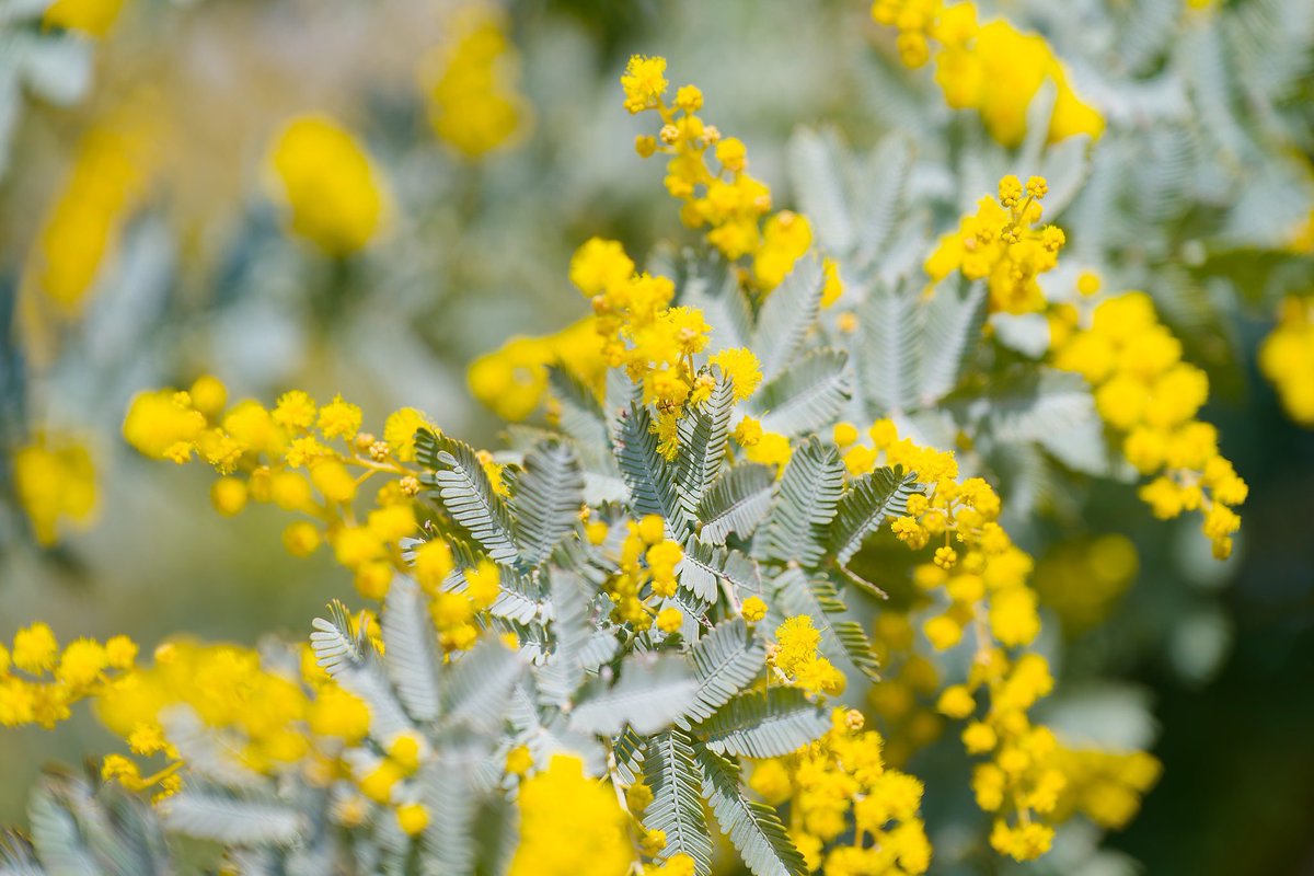 むぎさま (@mugichaou_asobi) / Posts / X