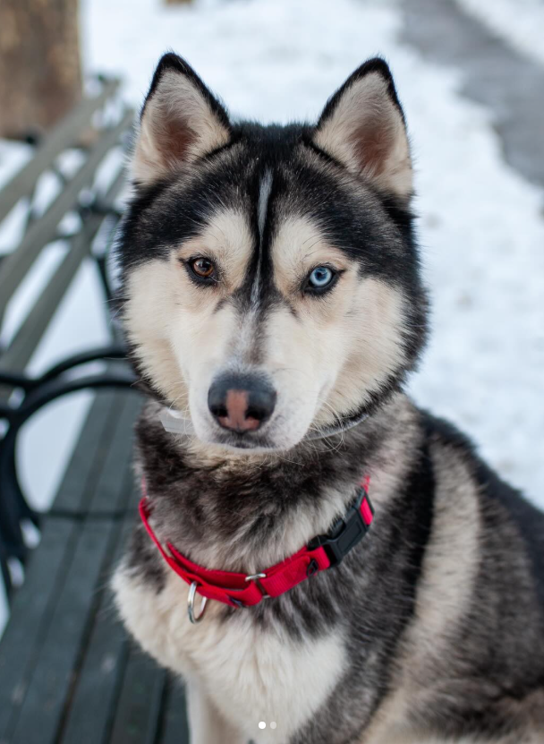 NMBewitched's tweet image. #SundayFunday 
#AdoptionisaPassion 

#HuskyLovers #SnowDay 
Crouton 

"One of the nicest huskies I’ve met. Polite all around, quiet in his kennel, he is just divine! 👑💎🥰 He’s also gentle with his treats. Crouton left for foster today but still needs a forever family. Could you