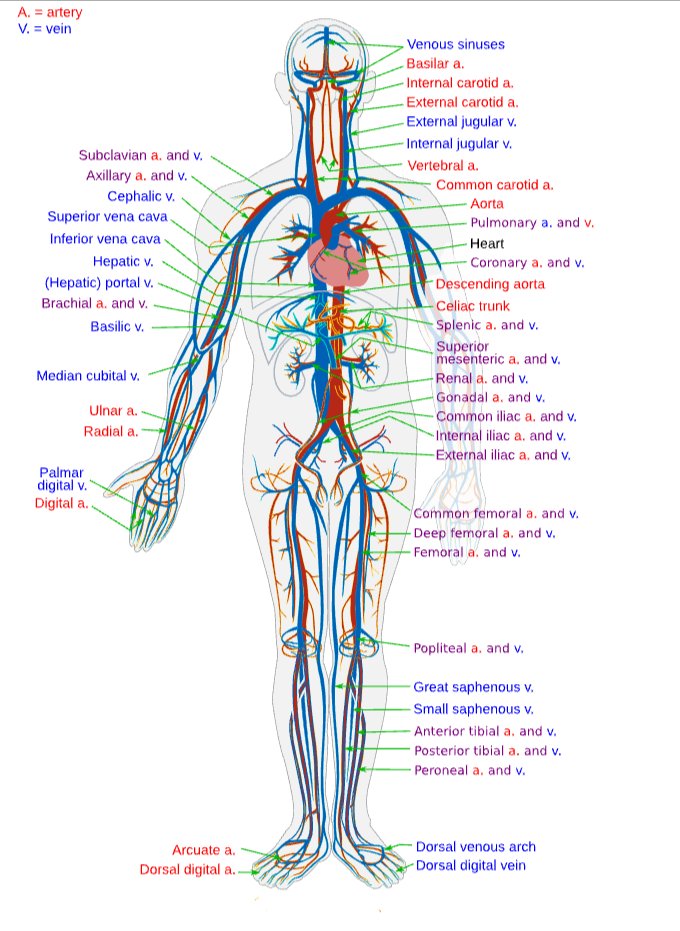 Sometimes I just sit back and think how insanely complex the human body is.

This image?
That’s just the circulatory system.
Just one system.

All together, the blood vessels in a single human being stretch ~100,000 km..
enough to circle the Earth twice.

What’s funny is how
