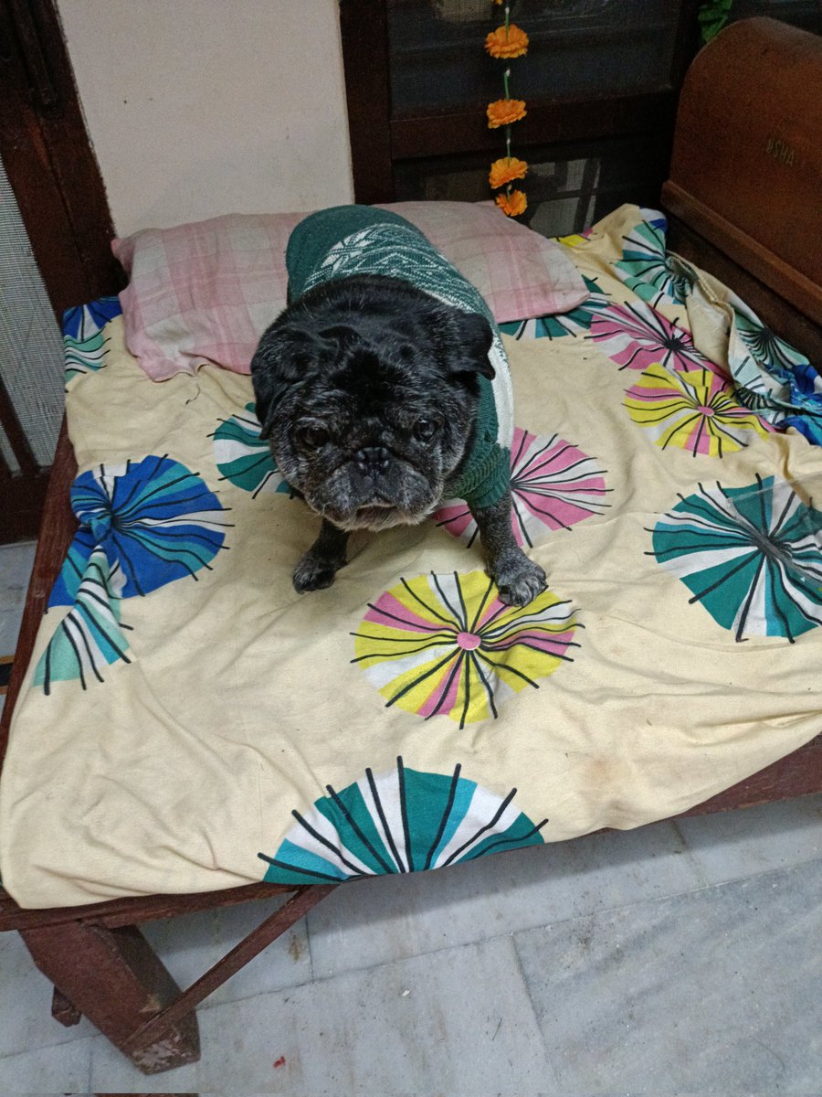 sshubhiggupta's tweet photo. My angel from heaven in heaven now ๐๐๐#pugs #dogs #dog #DogLovers #pugday https://t.co/GwTg6BZA58
