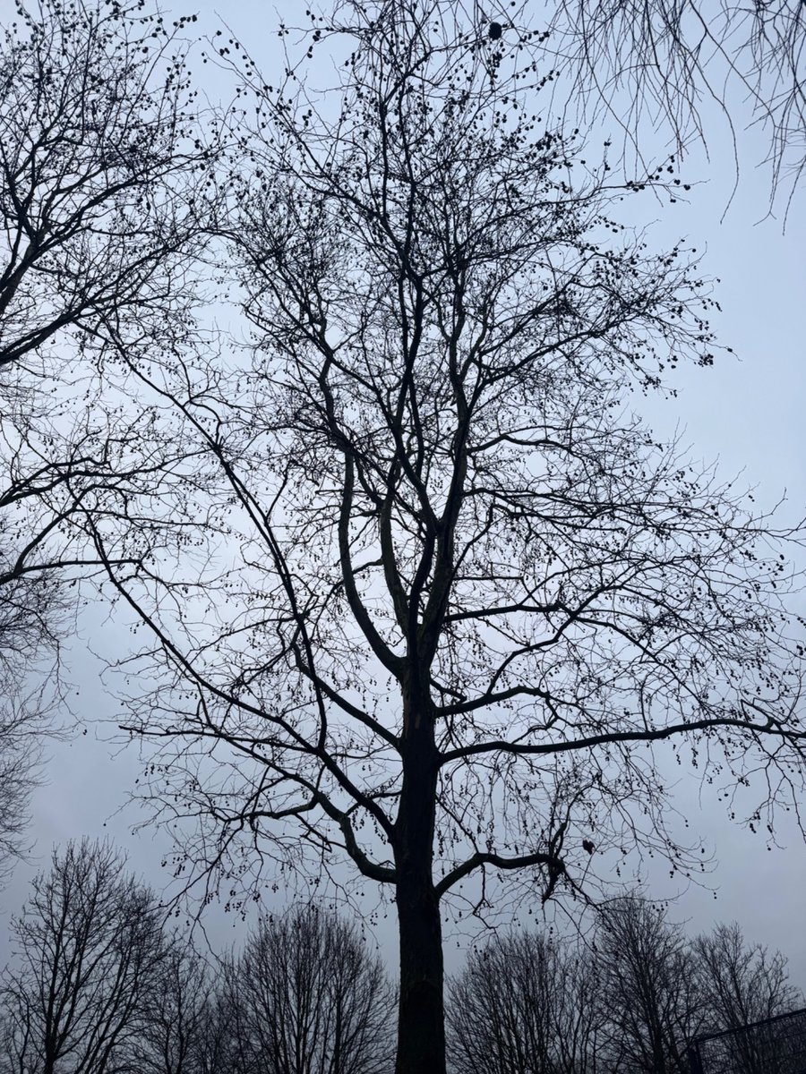 fotovandenatuur's tweet photo. Gewoon in de stad. #utrecht #citytree https://t.co/8kNgMpJyZR