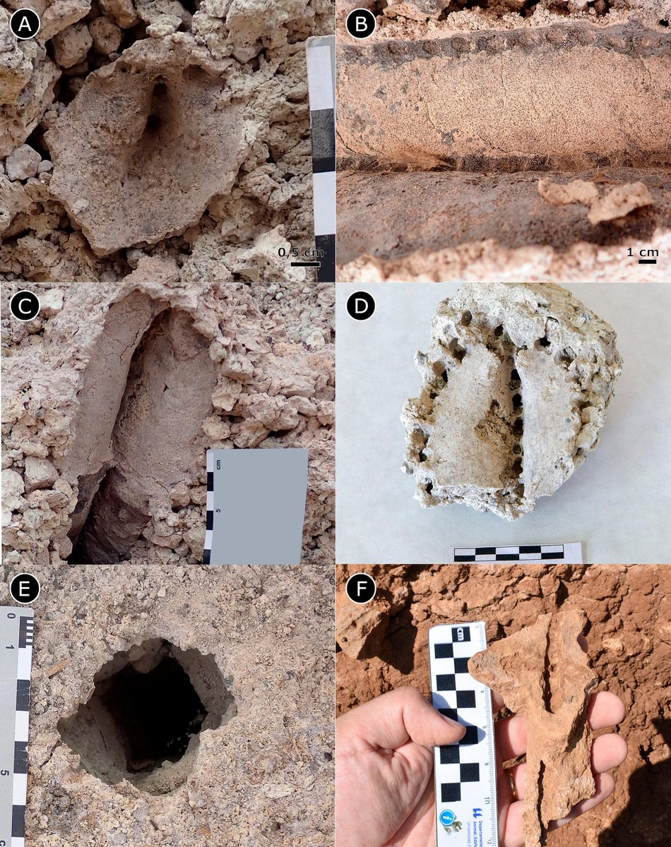 Carlos Góis-Marques tweet media