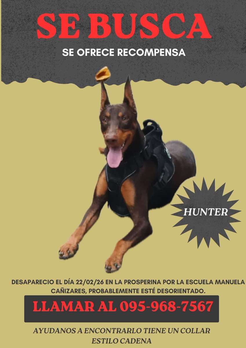 AlertaMePerdi's tweet image. #PERDIDO #GUAYAQUIL
Nombre: #HUNTER
Fecha: 22/02/26
Sector: Norte, Prosperina calle El Cóndor, por la escuela Manuela Cañizares 
Sexo: Macho
Raza: Dóberman 
Obsv.: Tiene un collar estilo cadena 
Contacto: 993823701
SE OFRECE RECOMPENSA
¡Ayúdalo a volver!
#AlertaMePerdí